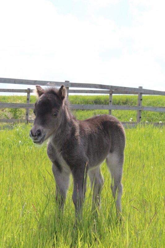 Shetlænder Pindstruphavens Amona billede 10