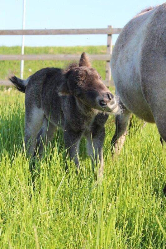 Shetlænder Pindstruphavens Amona billede 11
