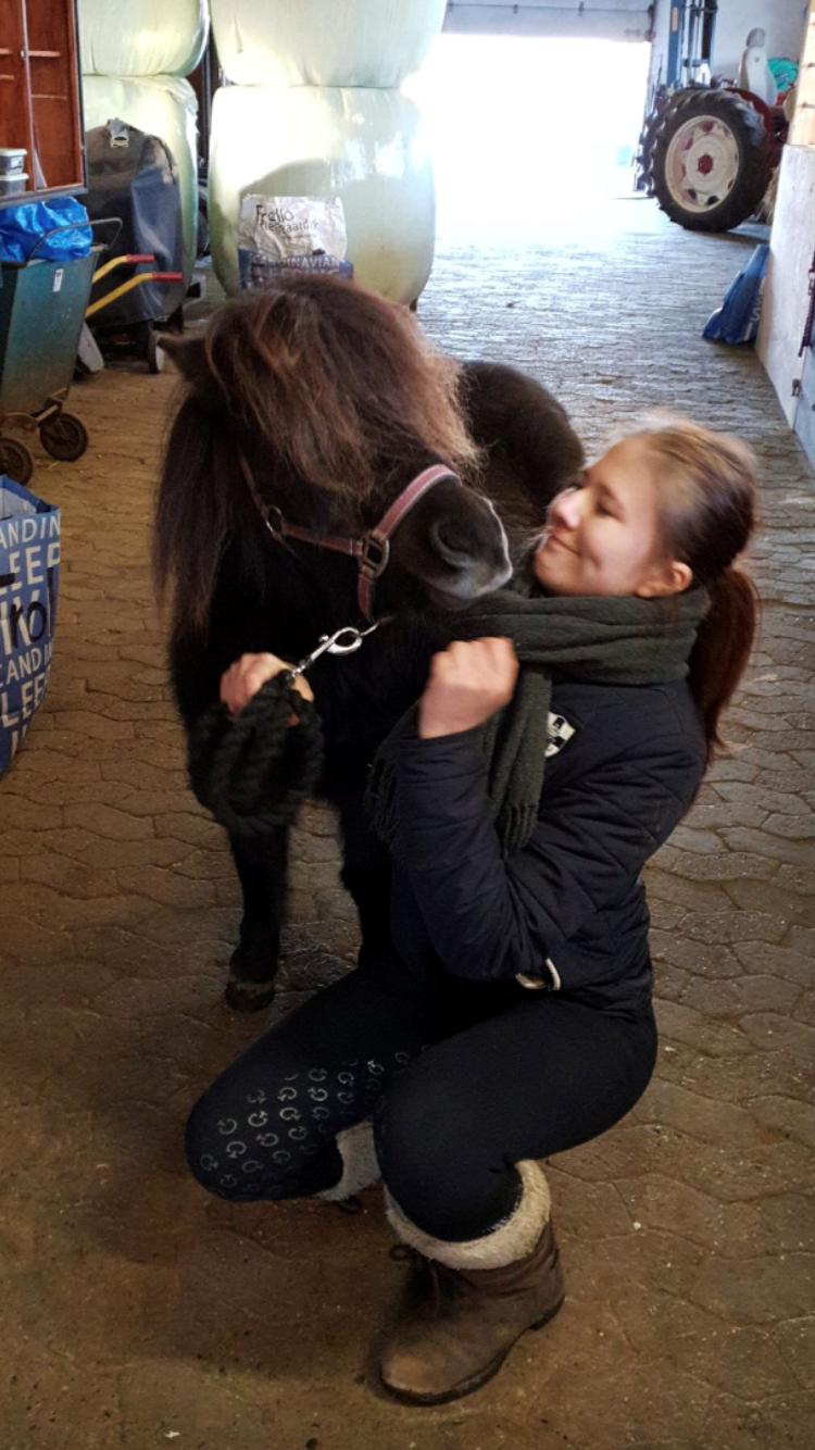 Shetlænder Pindstruphavens Amona billede 9