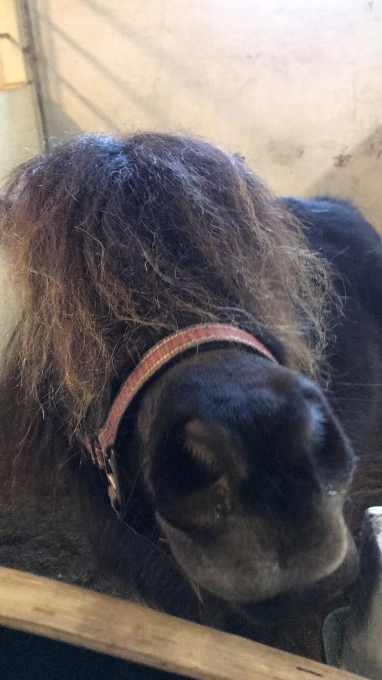 Shetlænder Pindstruphavens Amona billede 12