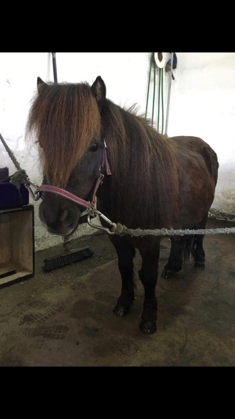 Shetlænder Pindstruphavens Amona billede 13