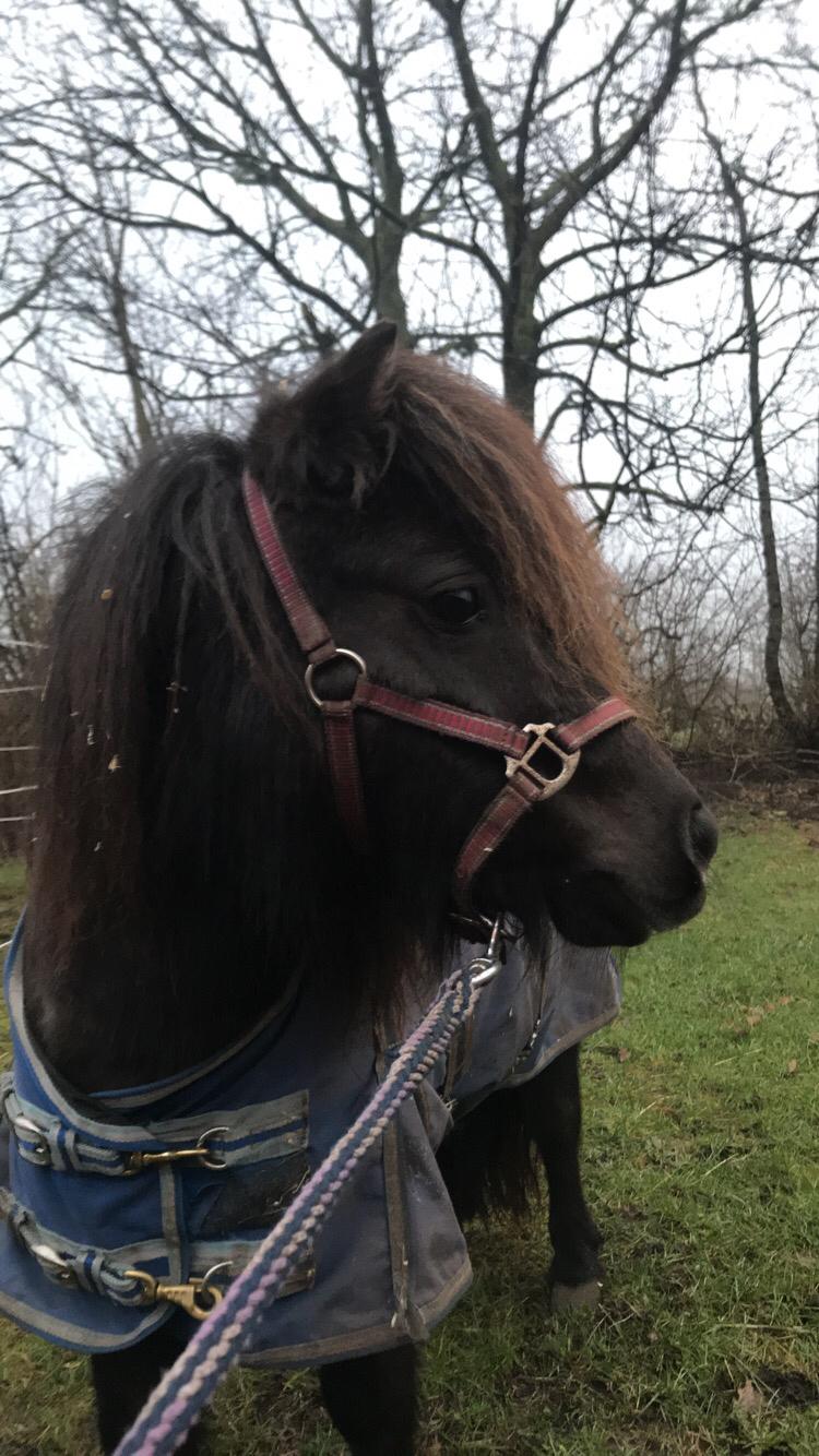 Shetlænder Pindstruphavens Amona billede 14
