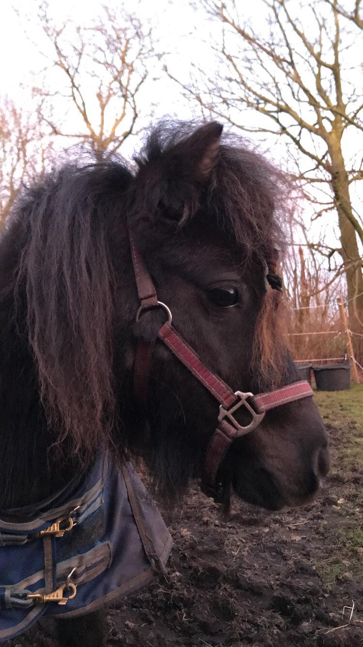 Shetlænder Pindstruphavens Amona billede 15