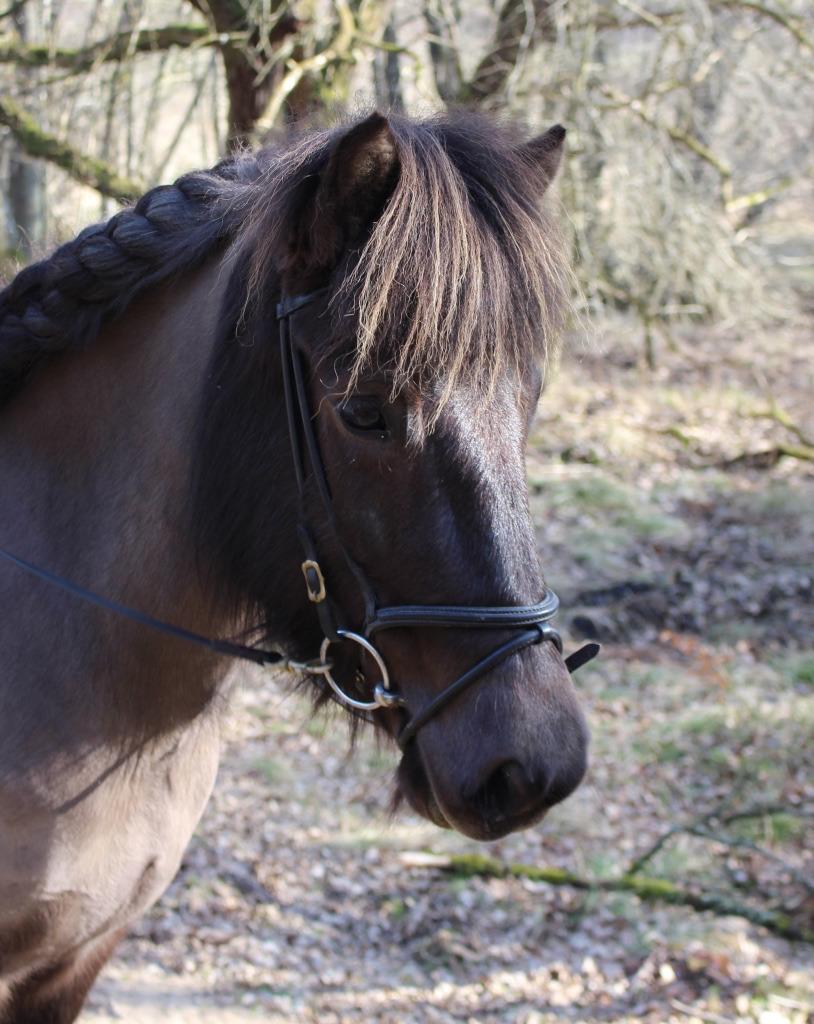 Islænder Hera fra Bredgaard - 26 februar 2019 billede 1