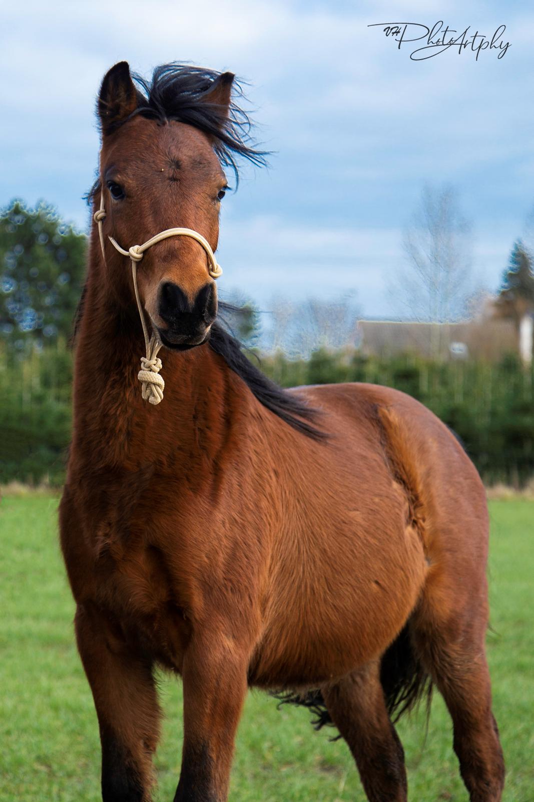 Welsh Partbred (Sec F) DJ Malthe Soleil - 2 år gammel billede 12