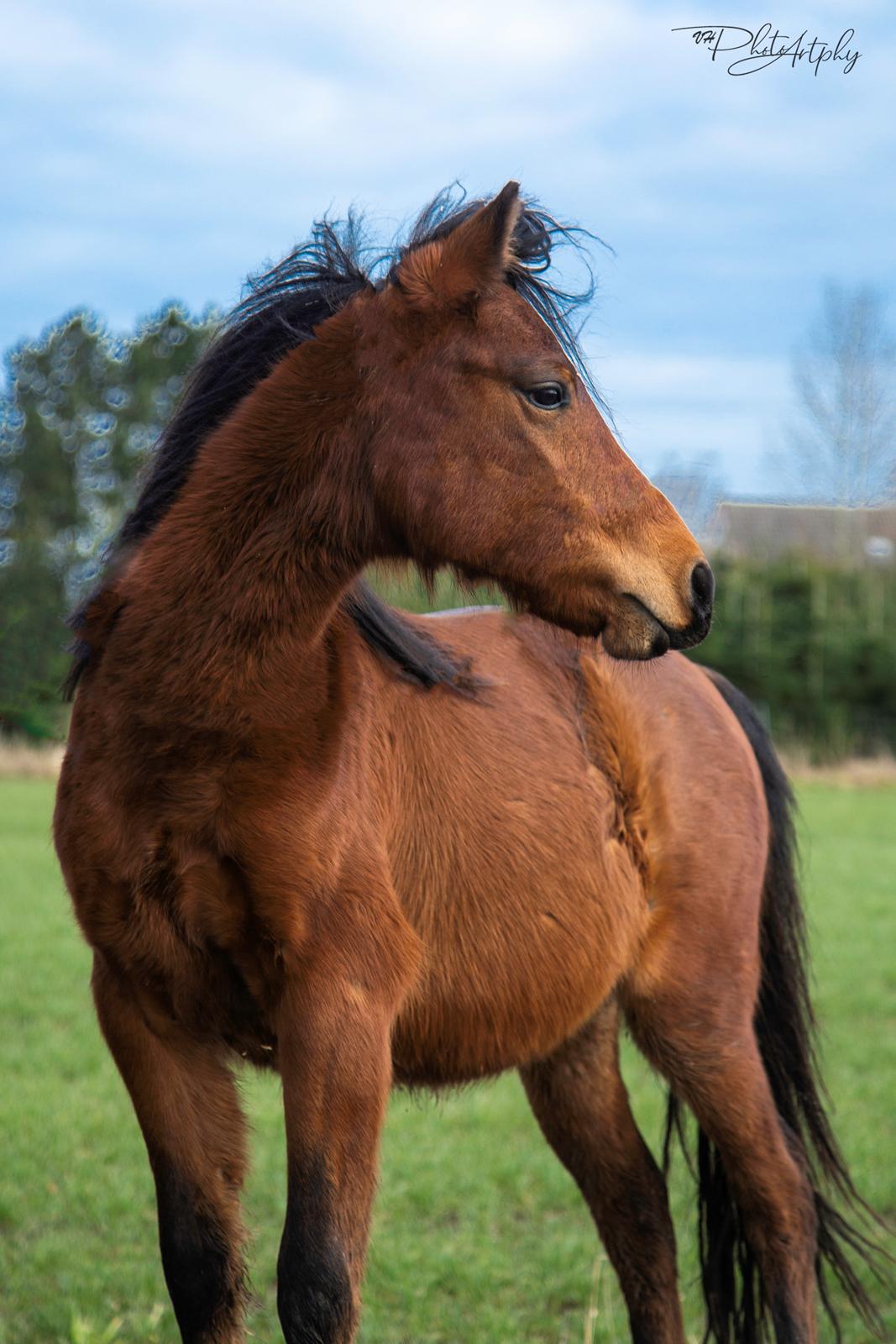 Welsh Partbred (Sec F) DJ Malthe Soleil - Smukke dreng, 2 år gammel. billede 10