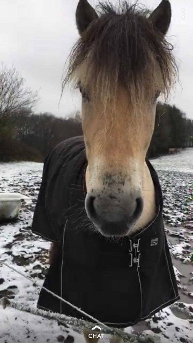 Fjordhest Højvanggaards halifax billede 4
