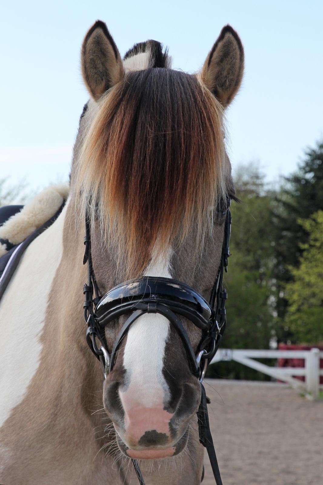 Irish Cob Crossbreed Fiona Filina •Bæstet• [Egen hest] billede 7