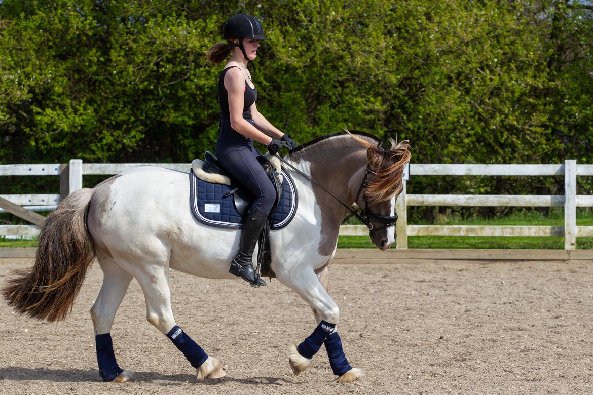 Irish Cob Crossbreed Fiona Filina •Bæstet• [Egen hest] billede 3