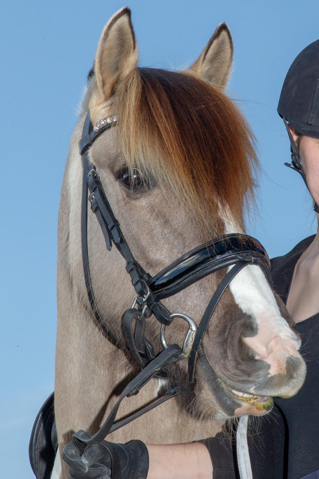 Irish Cob Crossbreed Fiona Filina •Bæstet• [Egen hest] billede 10