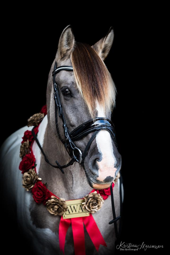 Irish Cob Crossbreed Fiona Filina •Bæstet• [Egen hest] - Din Dyrefotograf i samarbejde med AWA Trophy billede 19