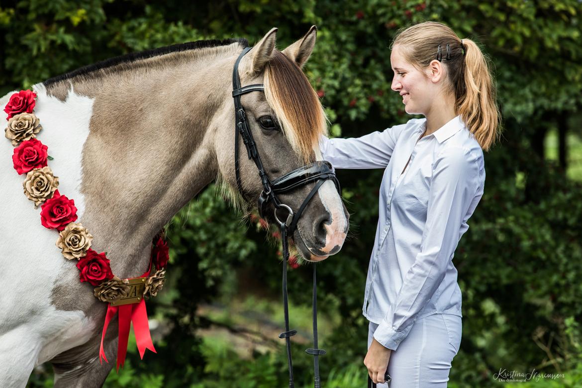 Irish Cob Crossbreed Fiona Filina •Bæstet• [Egen hest] - Din Dyrefotograf i samarbejde med AWA Trophy billede 2