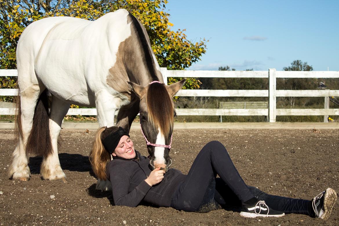 Irish Cob Crossbreed Fiona Filina •Bæstet• [Egen hest] billede 5