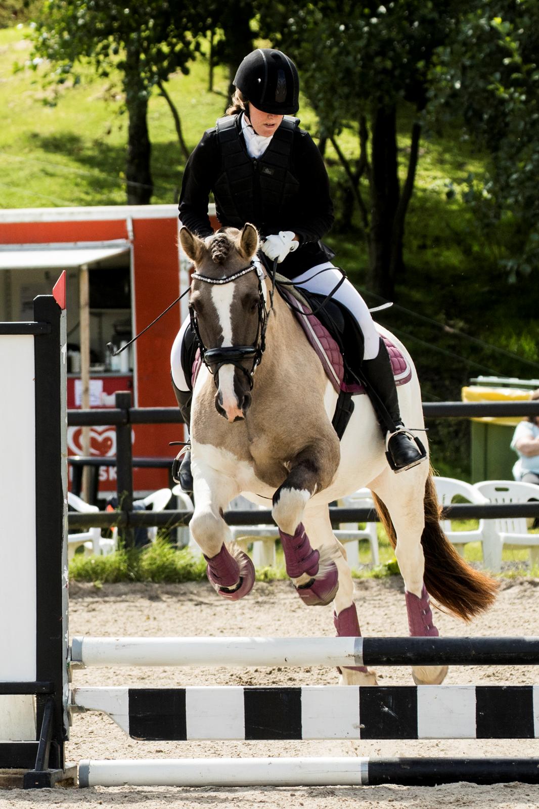 Irish Cob Crossbreed Fiona Filina •Bæstet• [Egen hest] billede 1