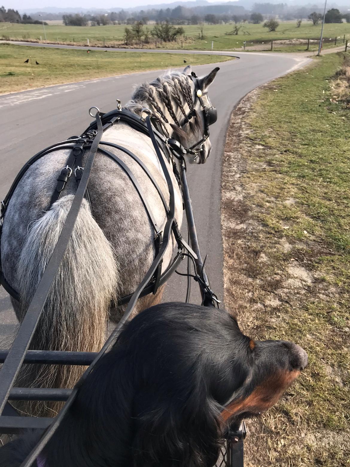 Anden særlig race Høgfeldt's Rapunsel<3 billede 16