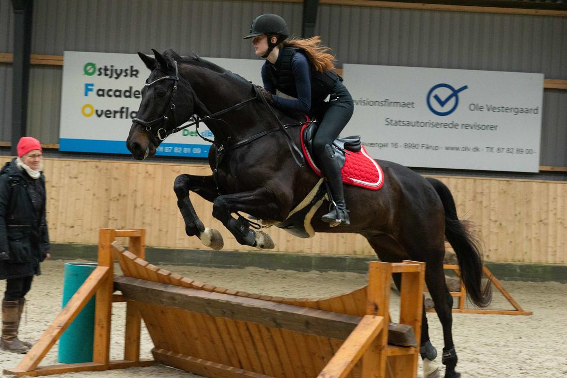 Dansk Varmblod Høagergaards Dark Force (Darky) - Indendørs tærrentræning - Foto: Jimmy Leen Friis billede 4