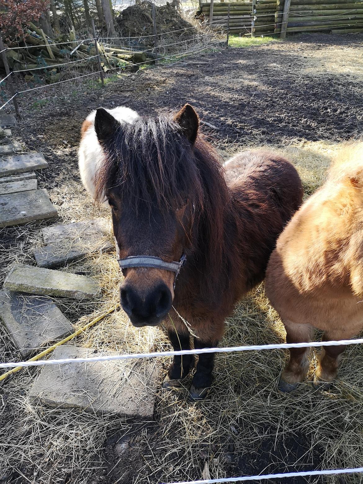 Shetlænder I Kildevælds Jamie billede 4