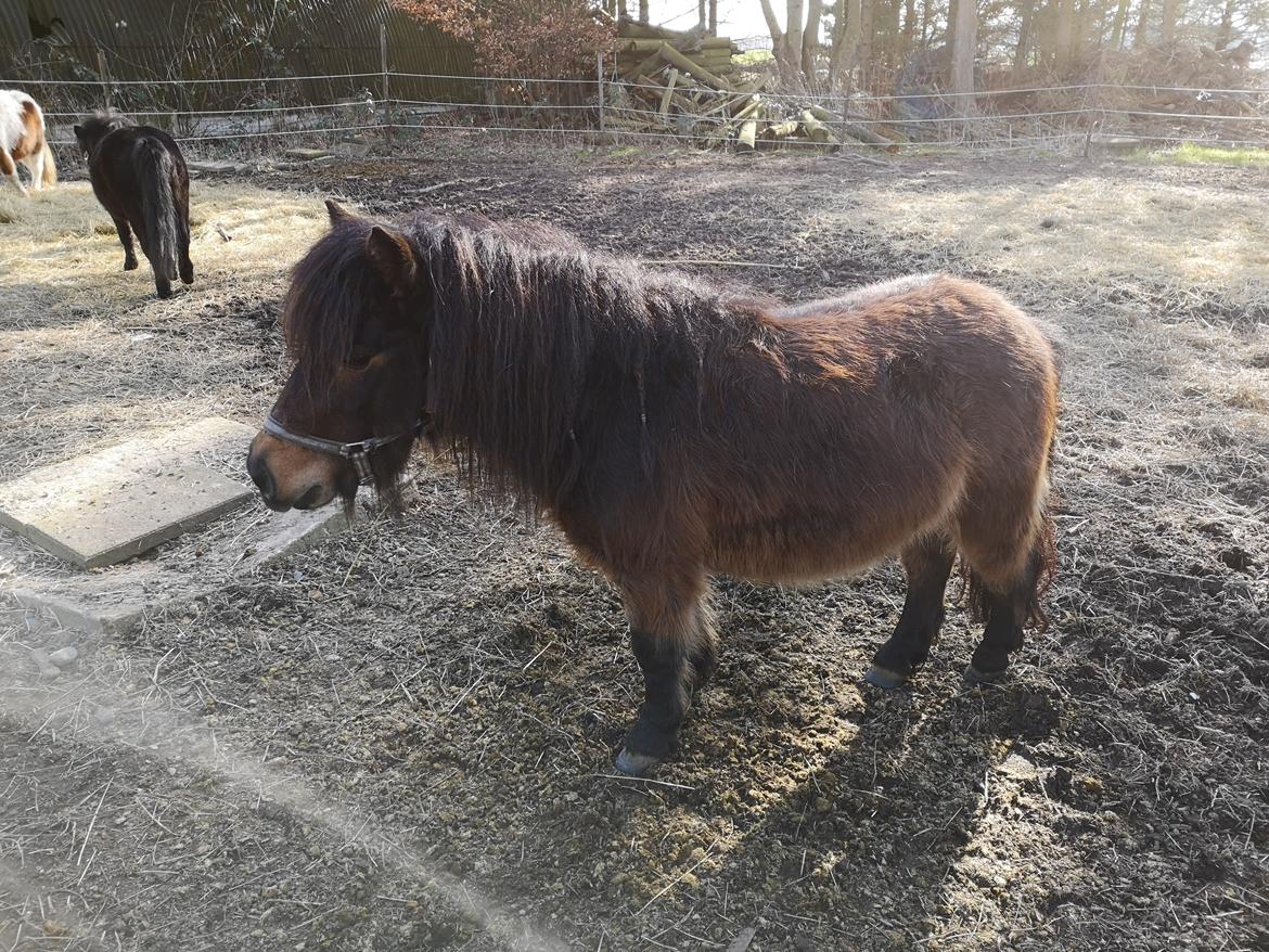 Shetlænder I Kildevælds Jamie billede 6