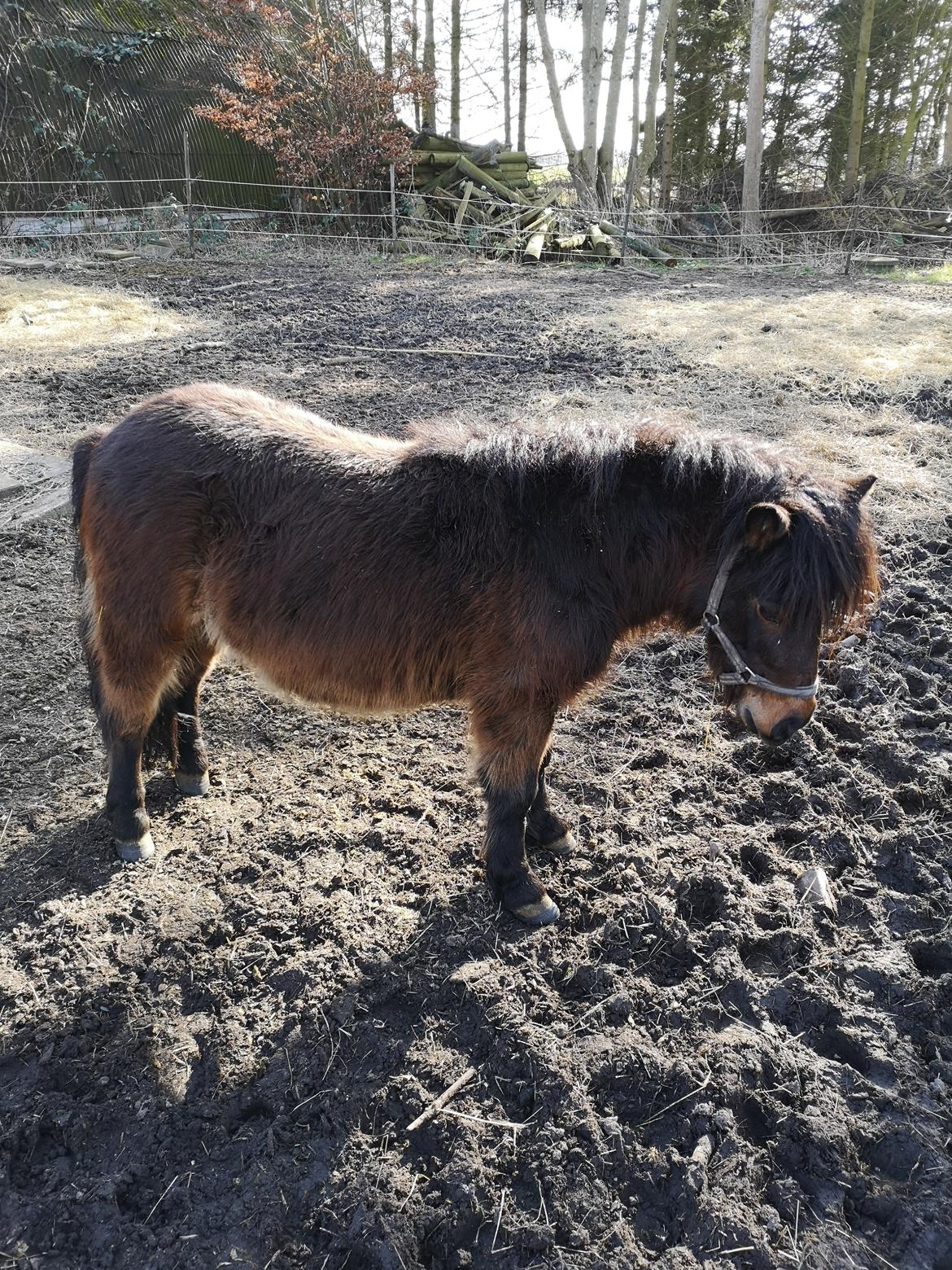 Shetlænder I Kildevælds Jamie billede 5