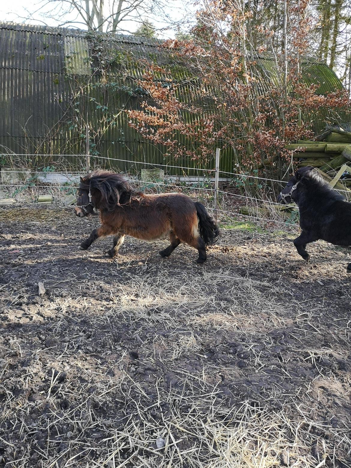 Shetlænder I Kildevælds Jamie billede 7