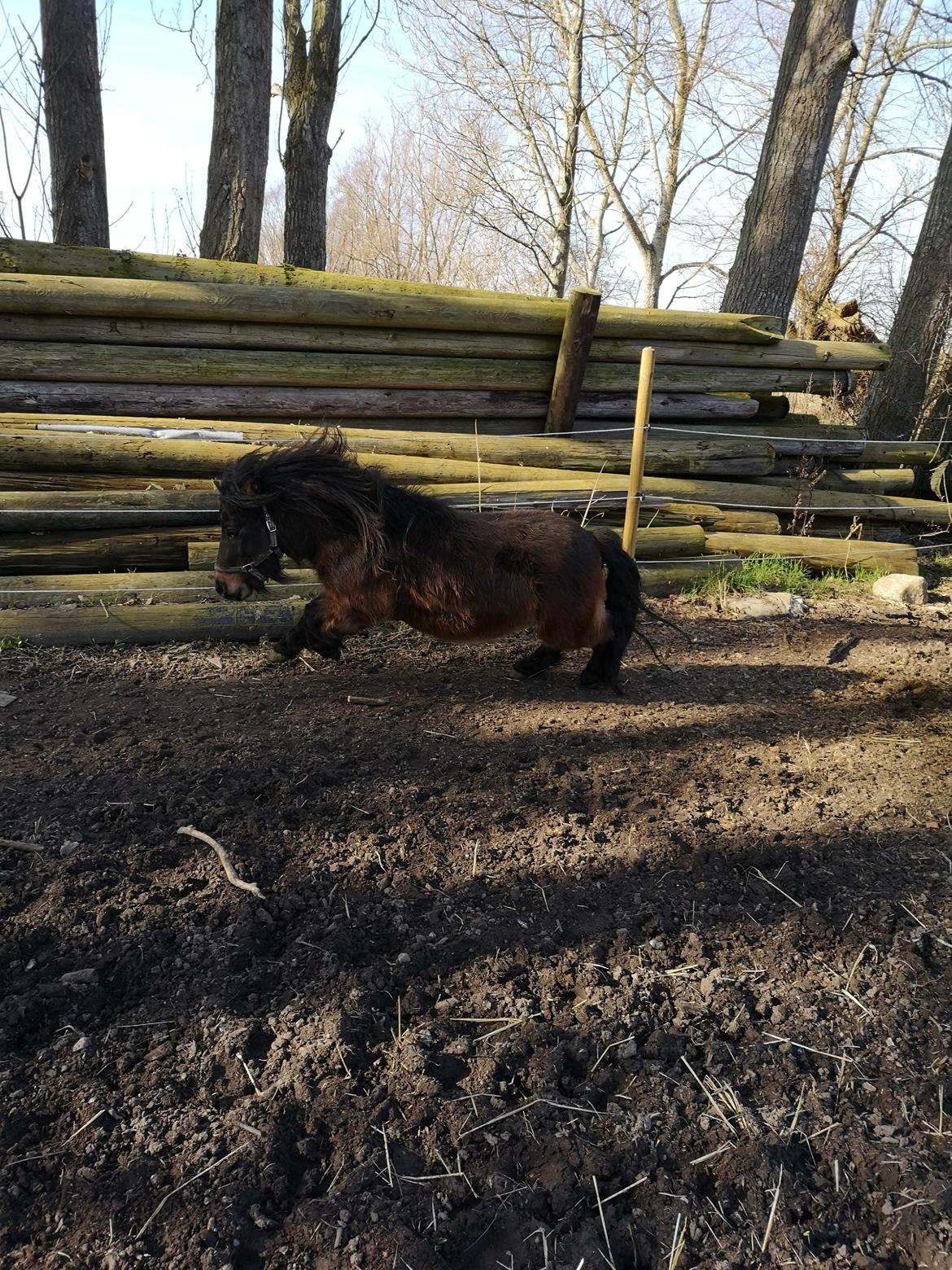 Shetlænder I Kildevælds Jamie billede 8