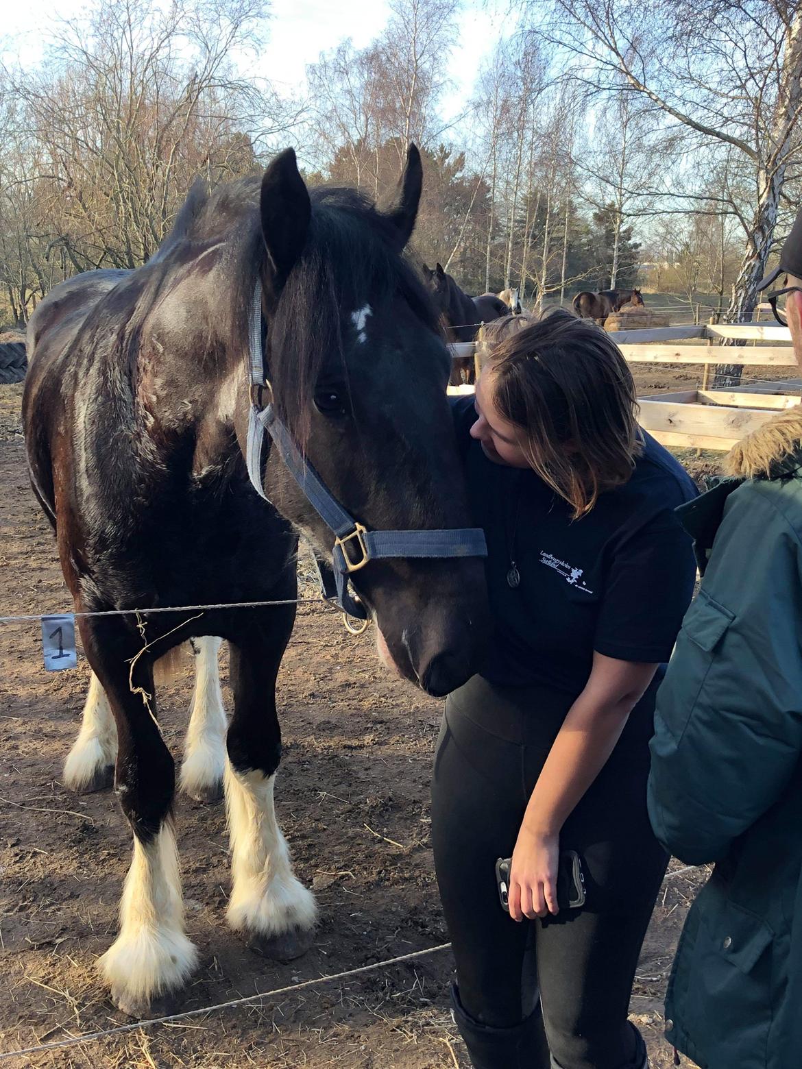 Shire Lønborgs Sir Lancelot (Lille Fyr) billede 16