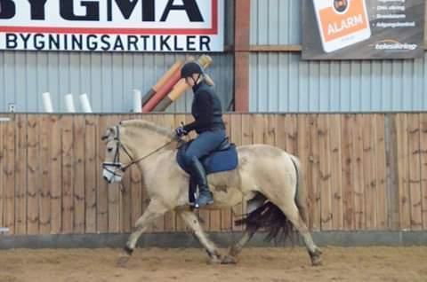 Fjordhest Birkens Rudolf billede 18