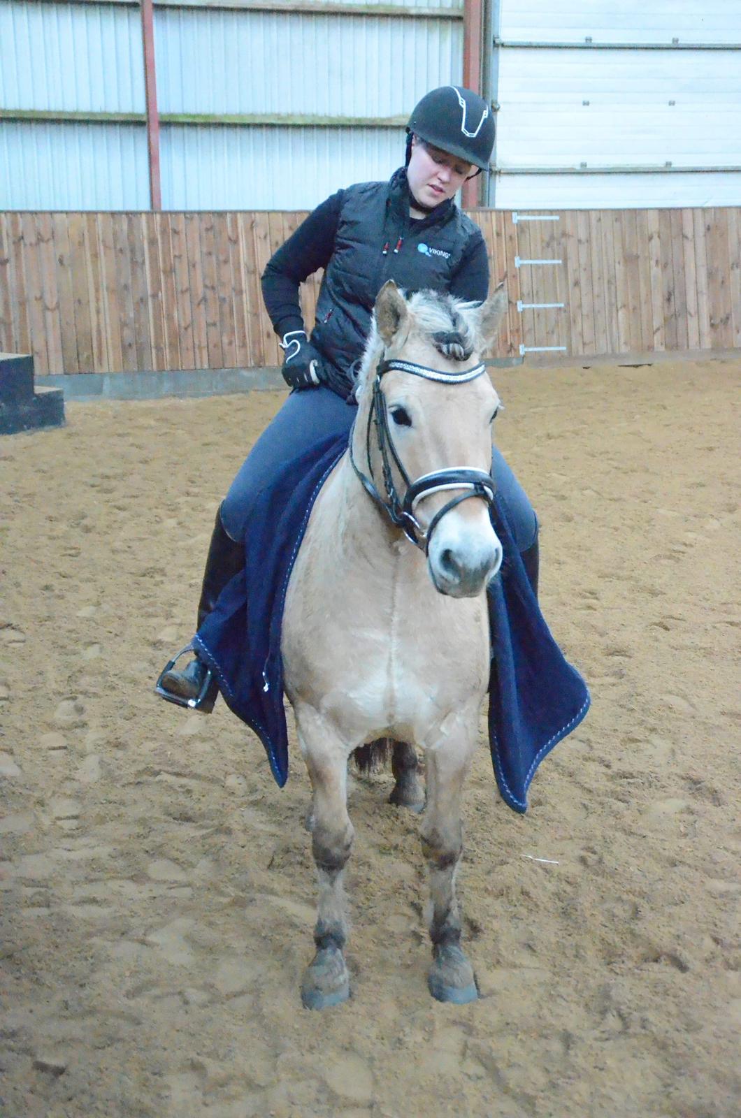 Fjordhest Birkens Rudolf billede 7