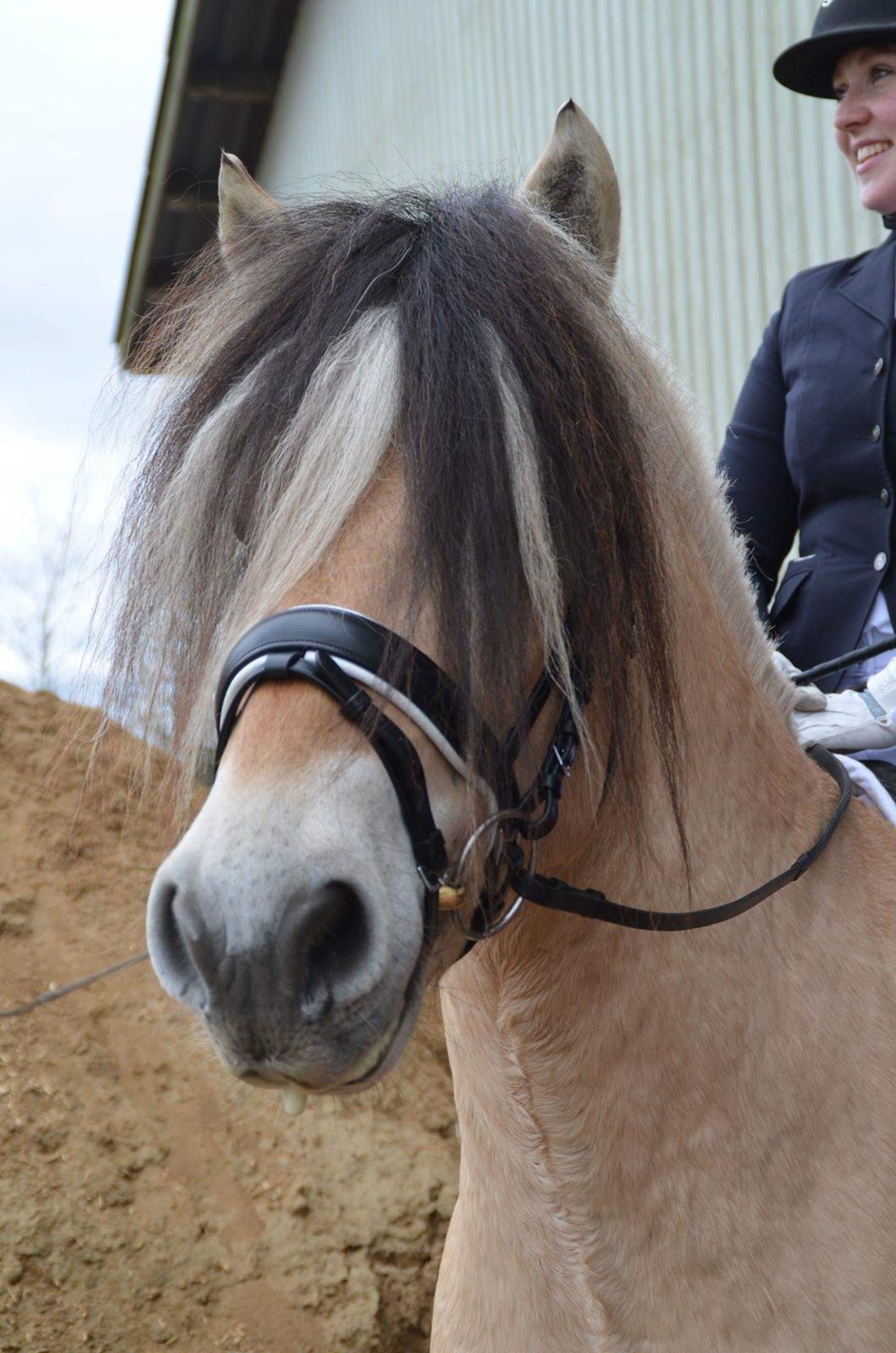 Fjordhest Birkens Rudolf billede 8