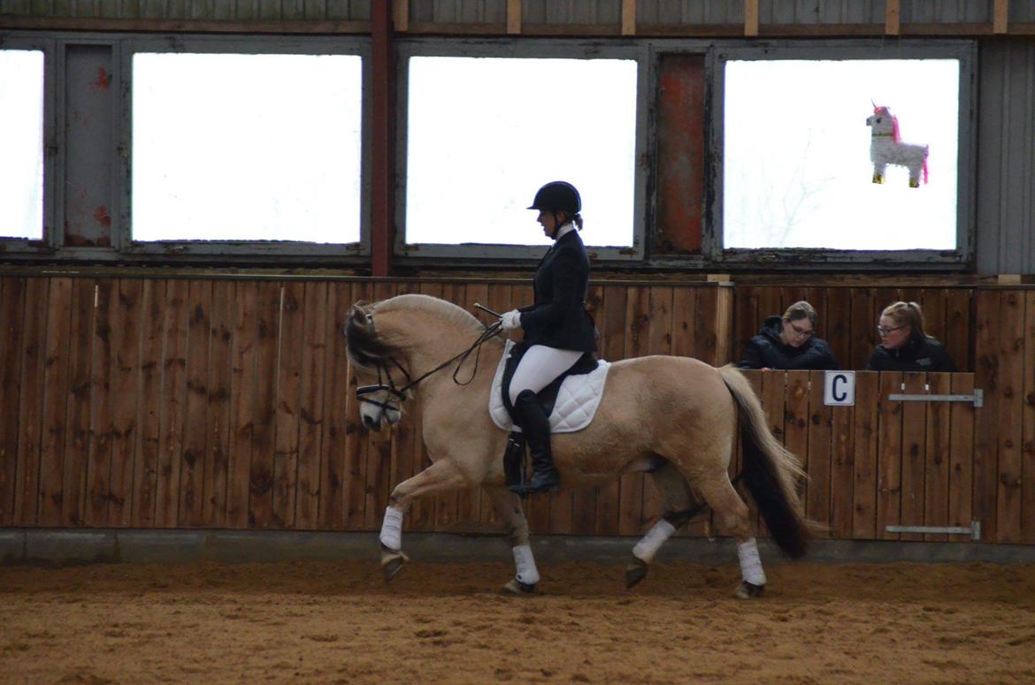 Fjordhest Birkens Rudolf billede 2