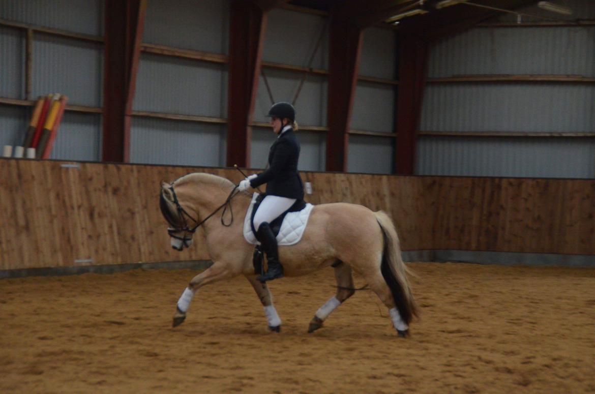 Fjordhest Birkens Rudolf billede 19