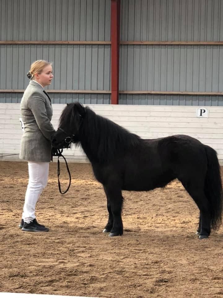 Shetlænder Fresia af veddinge billede 8