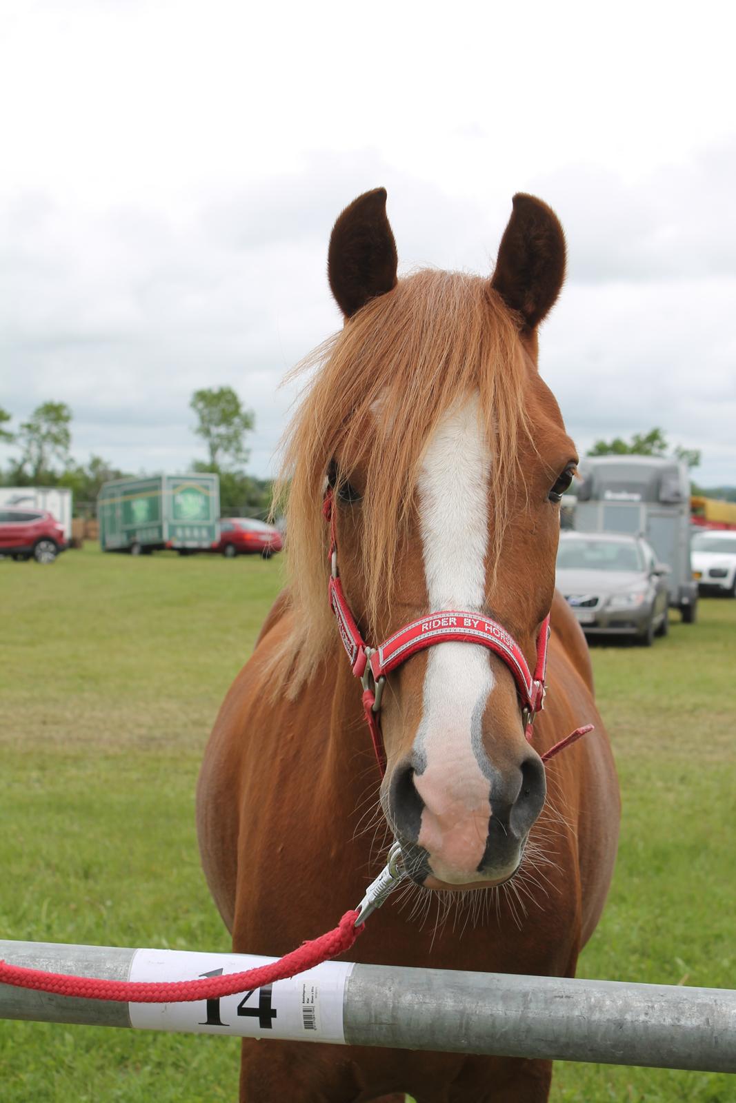 Anden særlig race Fanzo billede 9