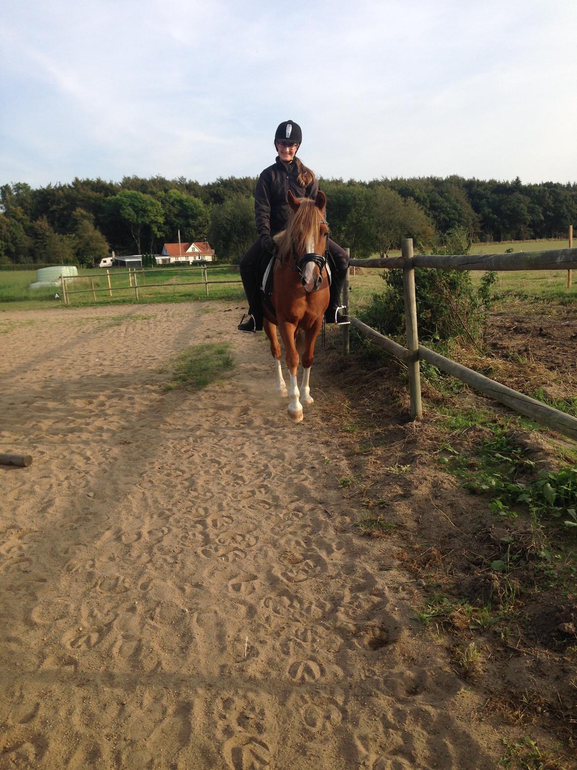 Anden særlig race Fanzo billede 17