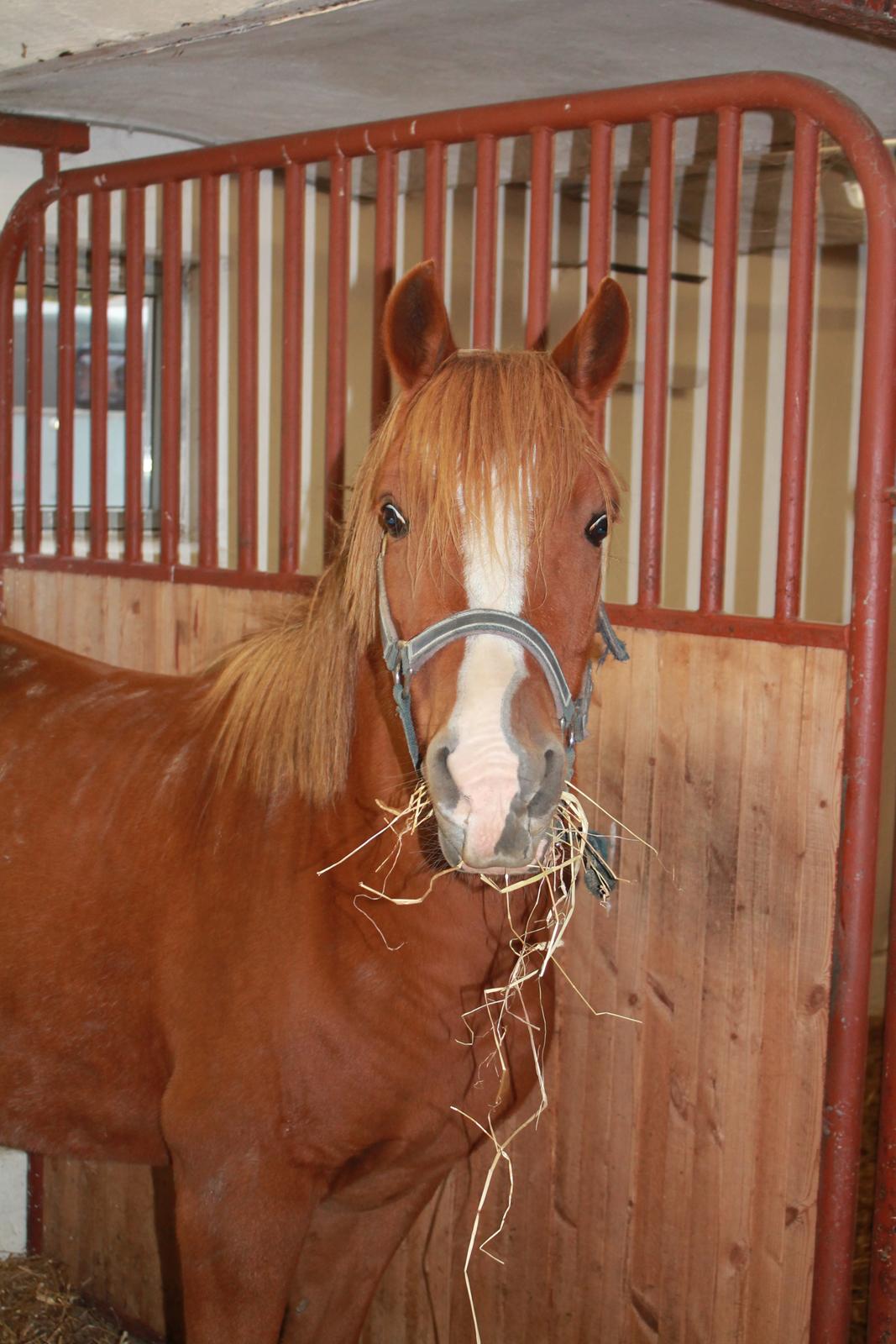 Anden særlig race Fanzo billede 11