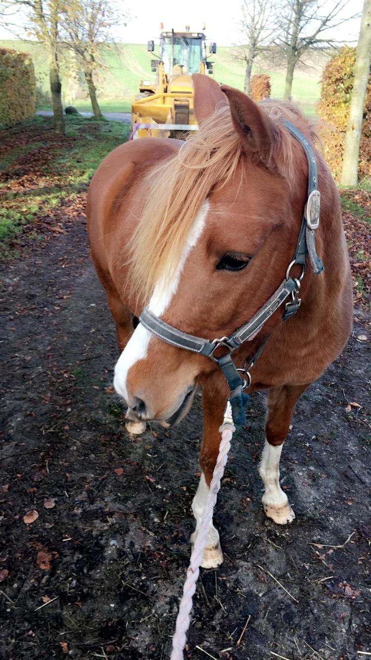 Anden særlig race Fanzo billede 14