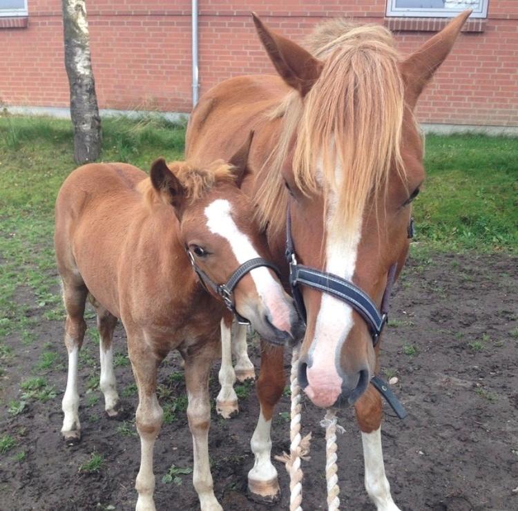 Anden særlig race Fanzo - De to søde brødre;) billede 15