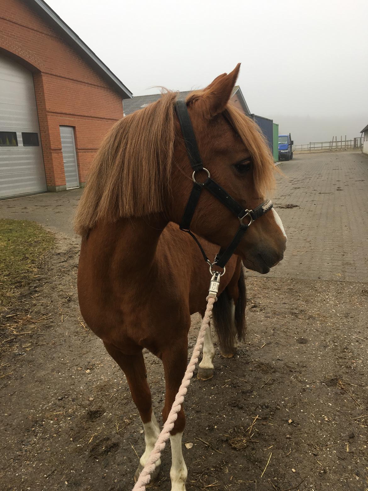 Anden særlig race Fanzo billede 18