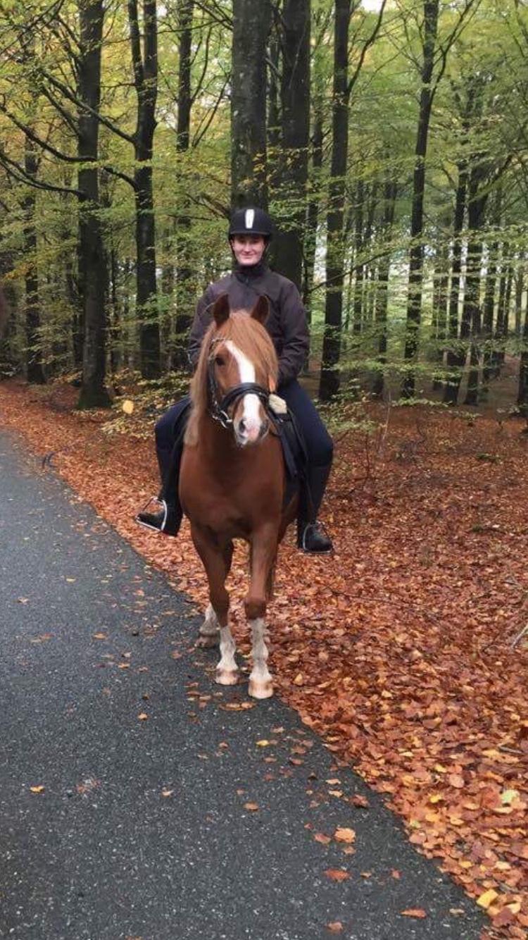 Anden særlig race Fanzo billede 20