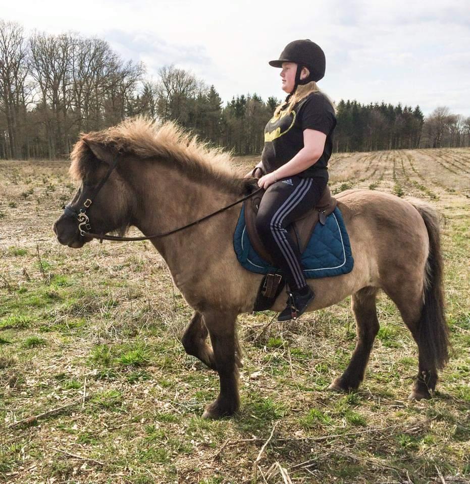 Islænder Ræna Fra Granhøjgård billede 18