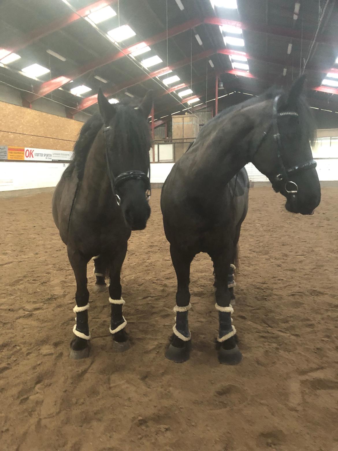 Frieser Oukje V billede 2