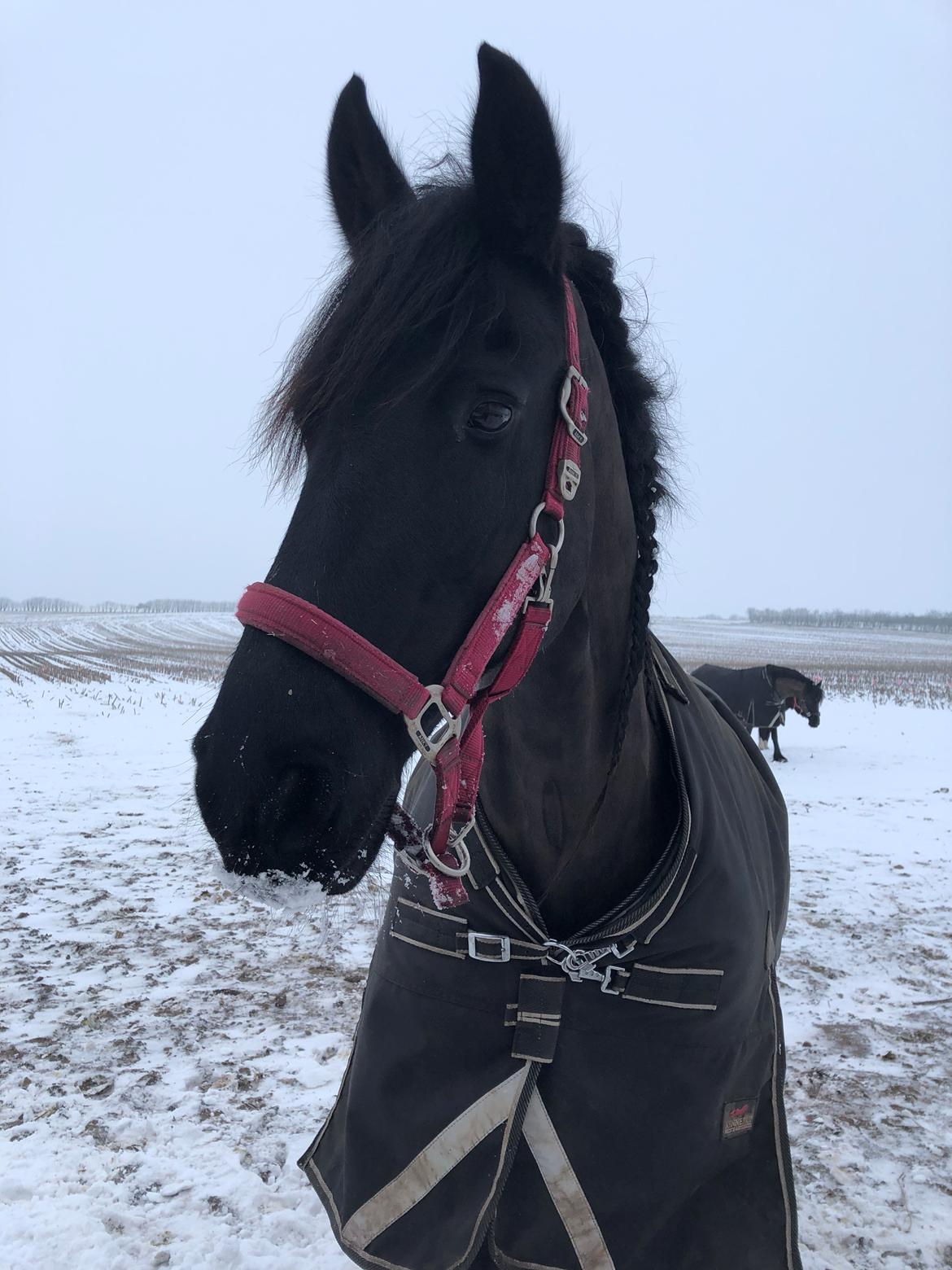 Frieser Oukje V billede 3