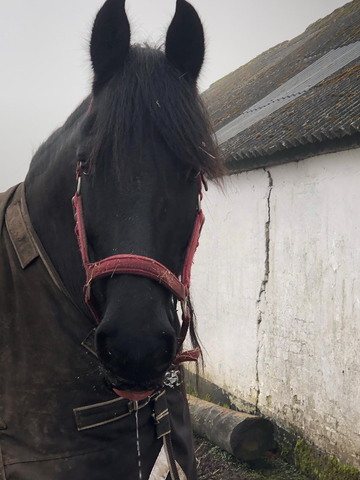 Frieser Oukje V billede 1