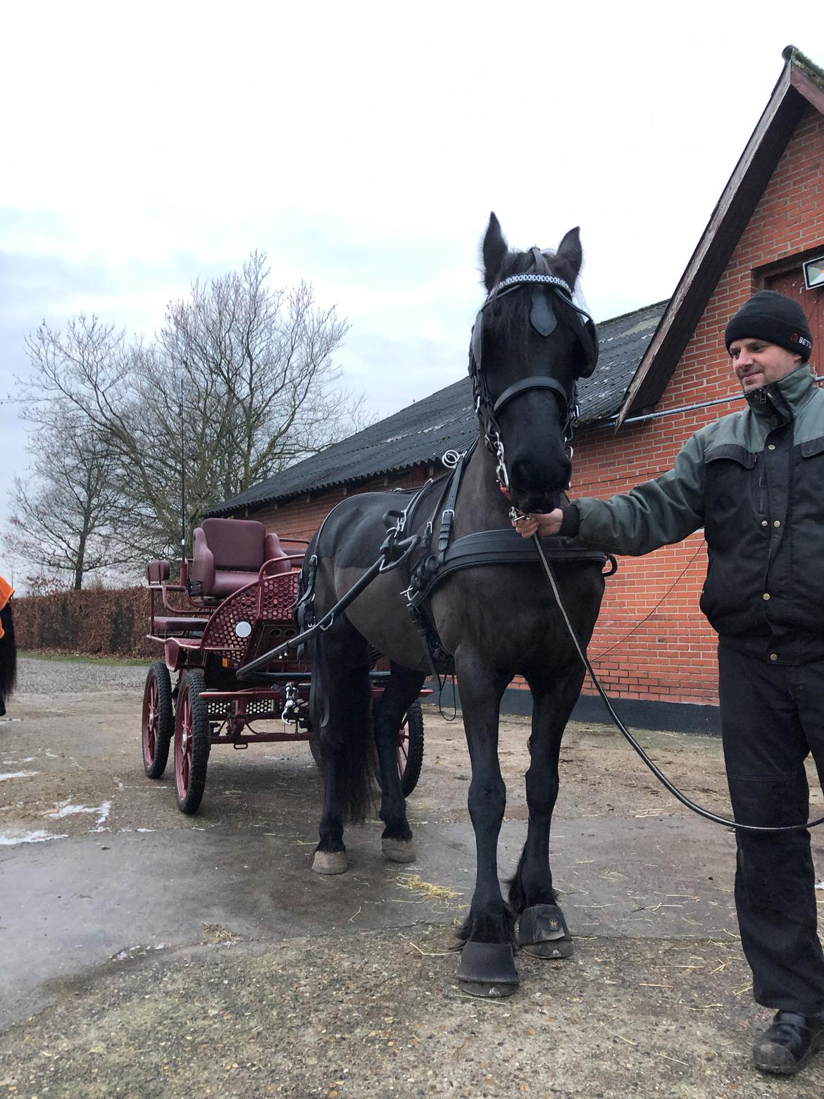 Frieser Oukje V billede 4