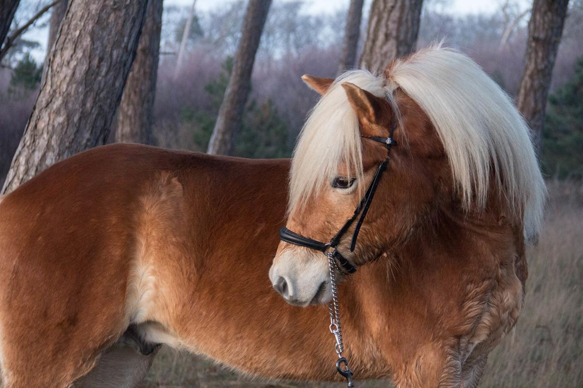 Haflinger Stroller - Bildsø Strand 2019 - Hauge Photo billede 9
