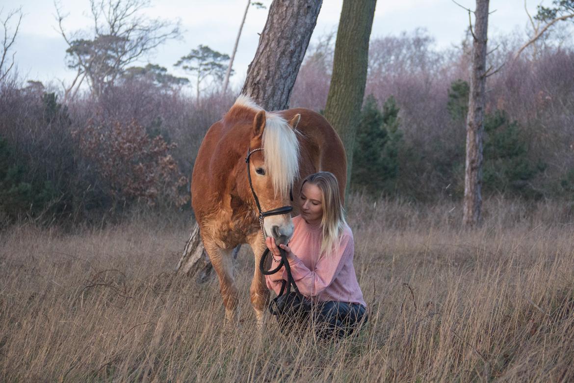 Haflinger Stroller - Bildsø Strand 2019 - Hauge Photo billede 5