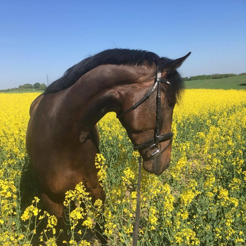 Dansk Varmblod Petersmindes zarina billede 6