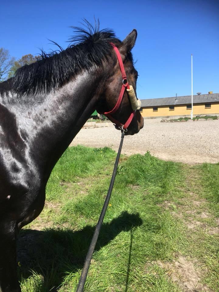 Dansk Varmblod Petersmindes zarina billede 7