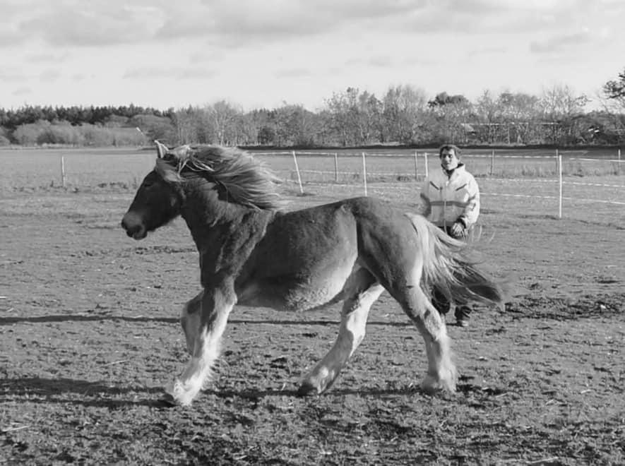 Jyde Triton Tindbæklund billede 5