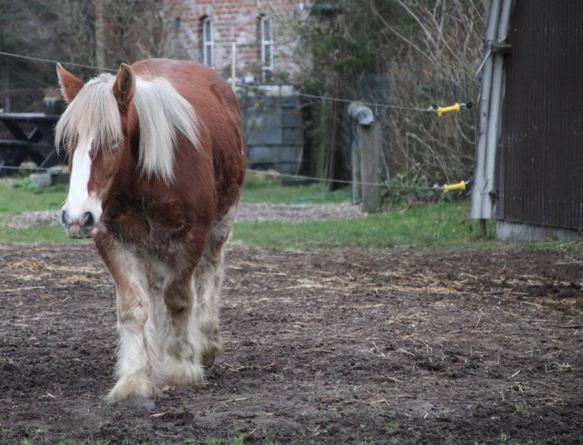 Jyde Triton Tindbæklund billede 2